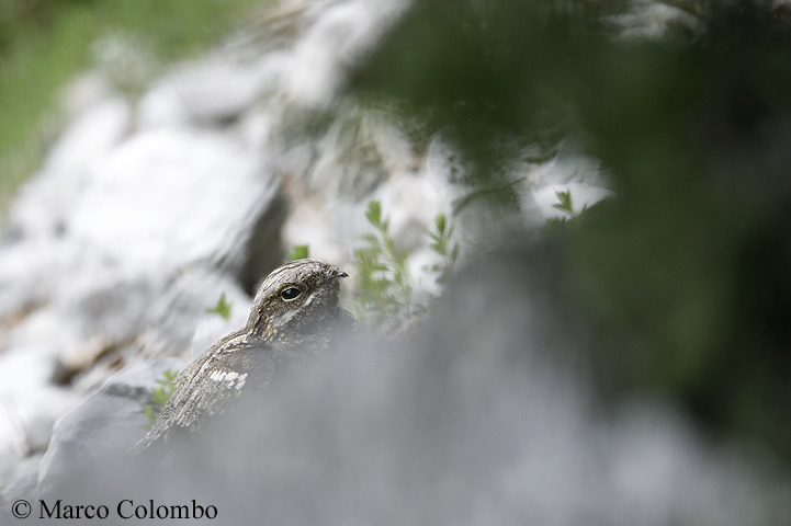 Read more about the article Nightjar