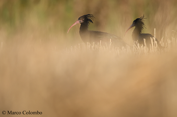 Read more about the article Northern bald ibis