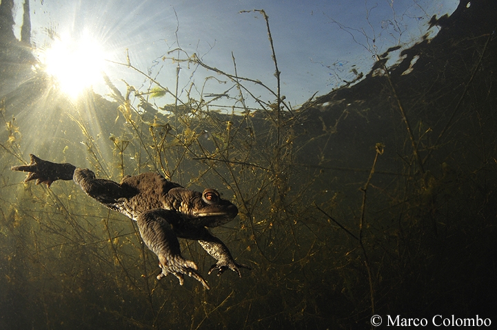 Read more about the article Common toad