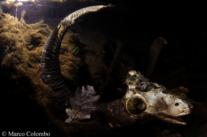 Read more about the article Mouflon’s skull