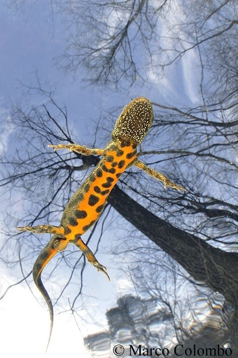 Read more about the article Italian crested newt