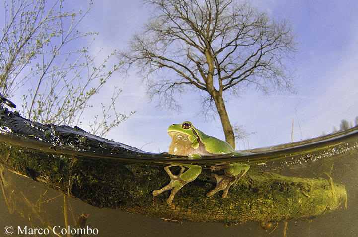 Read more about the article Italian tree frog