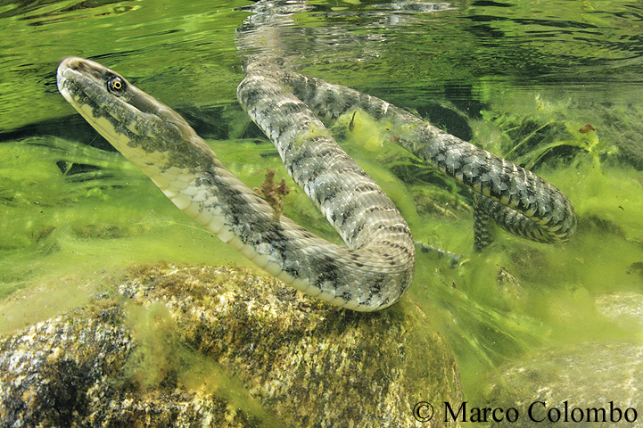 Scopri di più sull'articolo Natrice tassellata