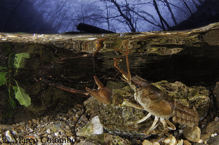 You are currently viewing White-clawed crayfish