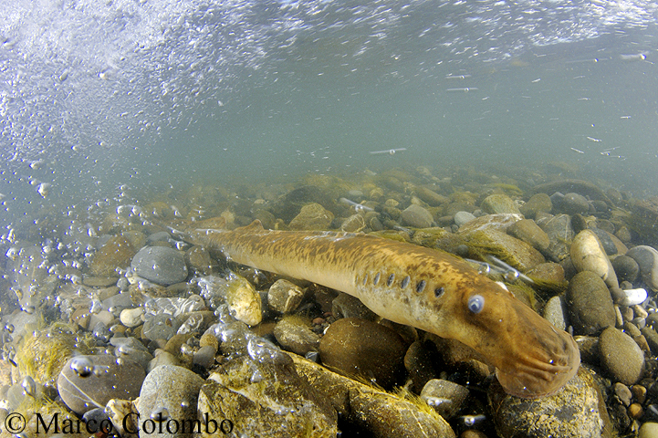 Read more about the article Sea lamprey