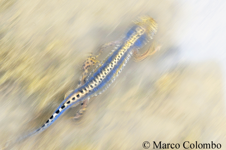 Read more about the article Apuan alpine newt