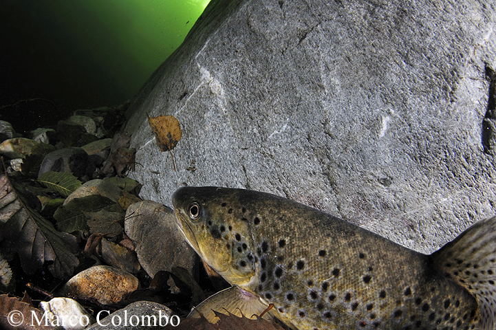 Read more about the article Brown trout