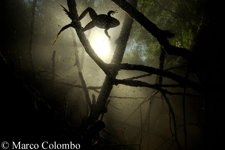 Al momento stai visualizzando Rana verde