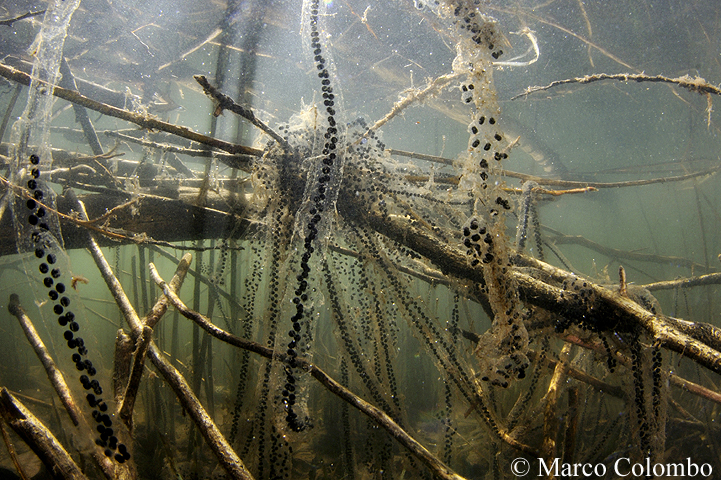 Read more about the article Common toads (eggs)