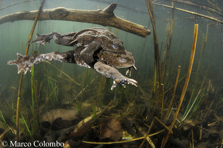 You are currently viewing Common toads