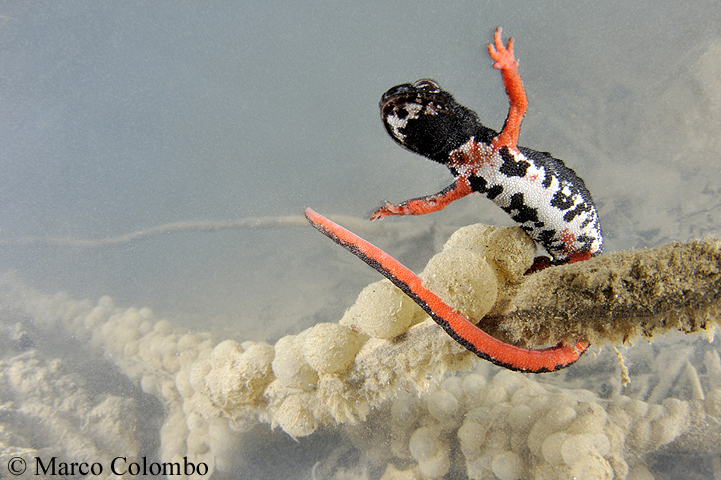 Read more about the article Savi’s spectacled salamander