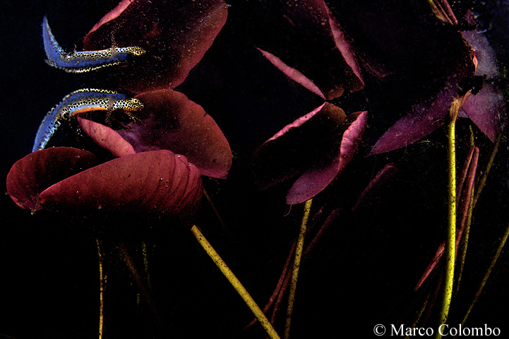 You are currently viewing Apuan alpine newt