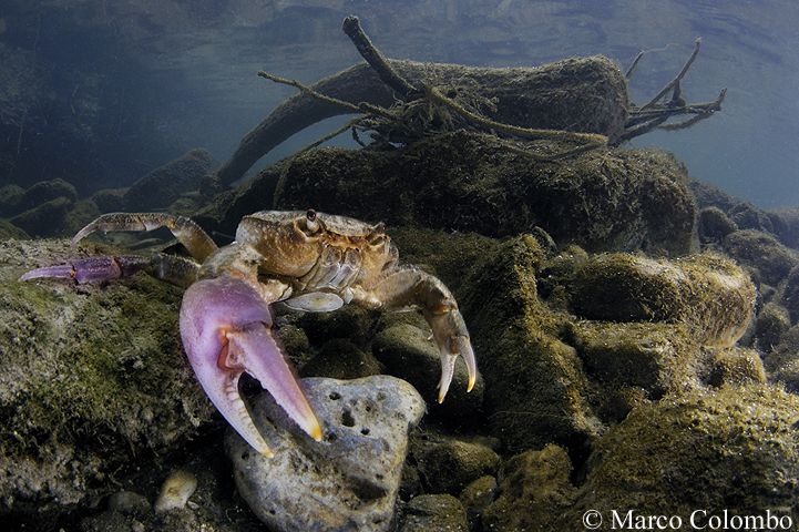 You are currently viewing Freshwater crab