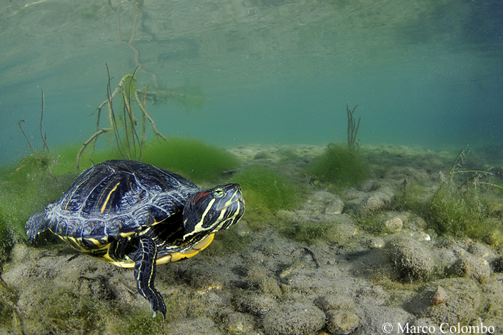 Read more about the article Red-eared slider