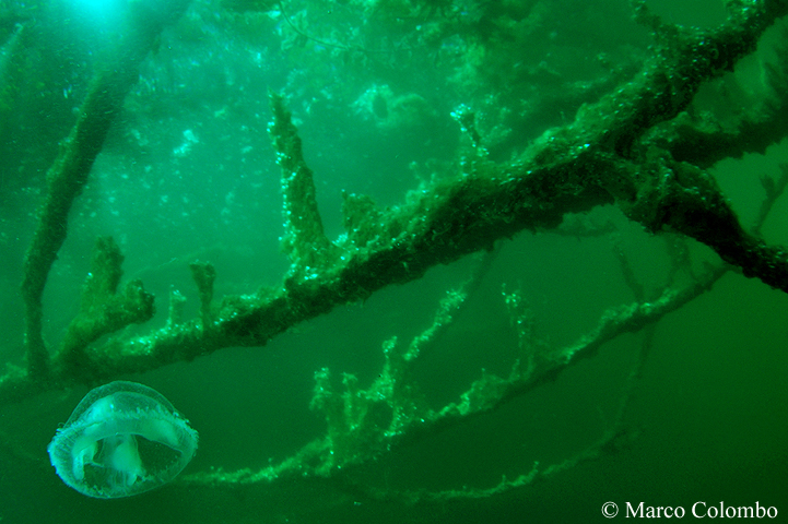 Al momento stai visualizzando Medusa d’acqua dolce