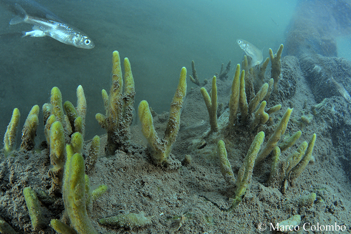 Al momento stai visualizzando Spugne d’acqua dolce