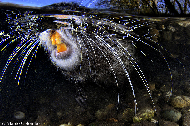 Al momento stai visualizzando Nutria