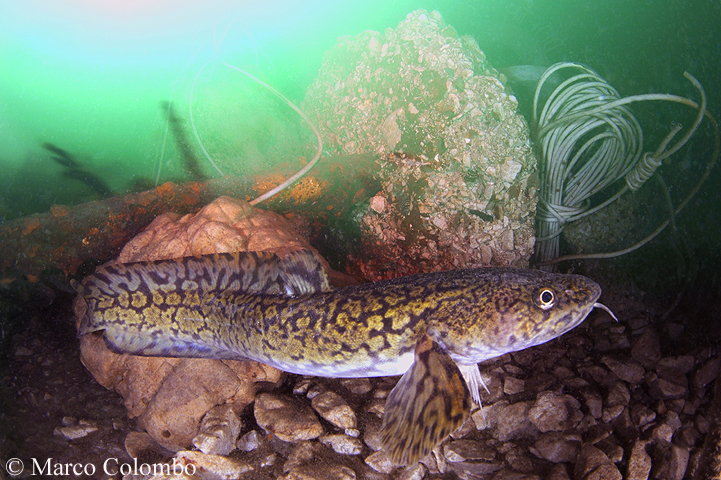 You are currently viewing Burbot