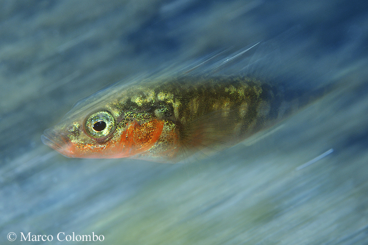 You are currently viewing Western three-spined stickleback