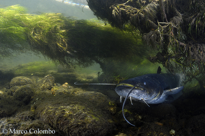 Read more about the article Wels catfish