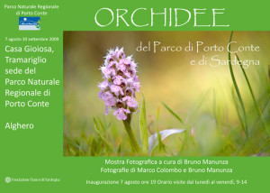 orchidee 1