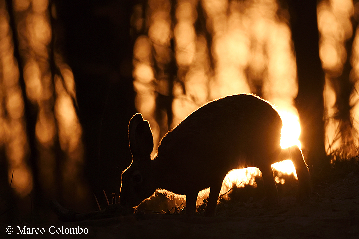 You are currently viewing European hare