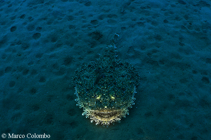 Al momento stai visualizzando Rana pescatrice