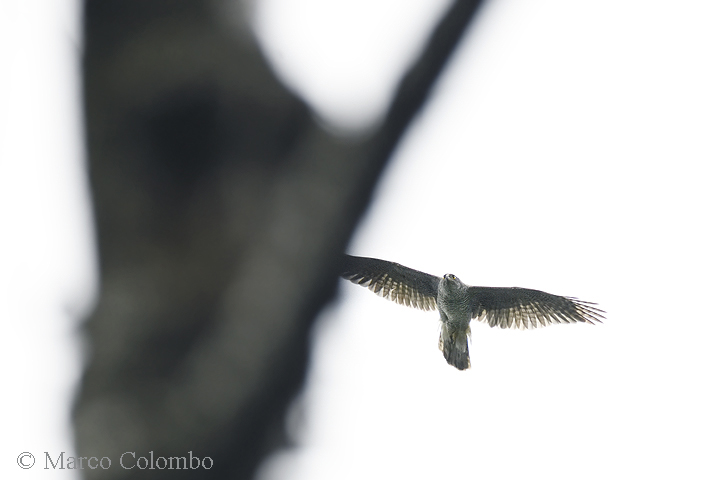 You are currently viewing Goshawk