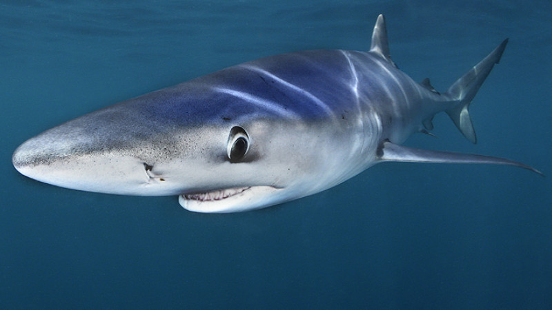 blue shark