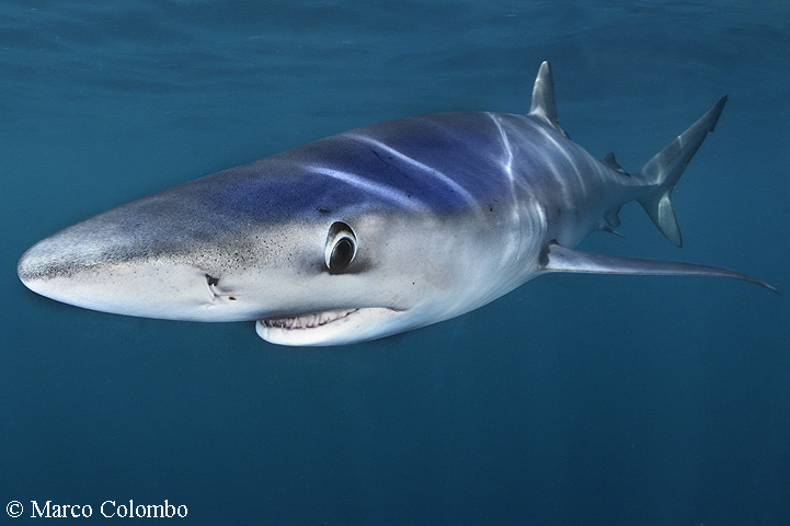 You are currently viewing Blue shark