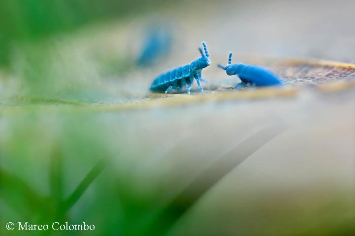 Read more about the article Giant springtails