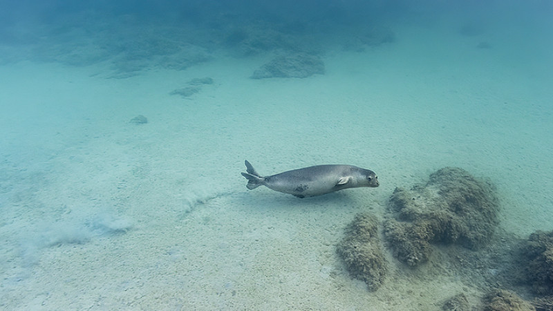 monk seal