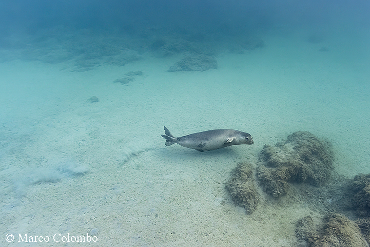 You are currently viewing Monk seal