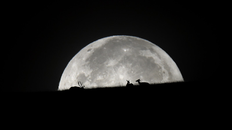 cervi eclissi luna