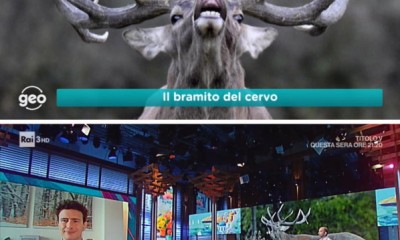 cervo2020 1