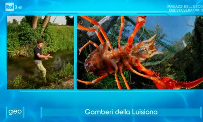 gambero luisiana 1 1