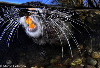 nutria.jpg